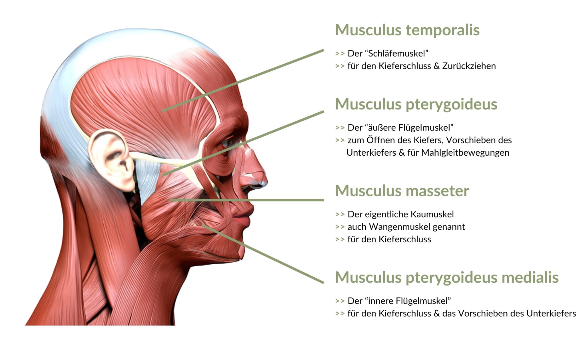 cmd-kiefermuskulatur